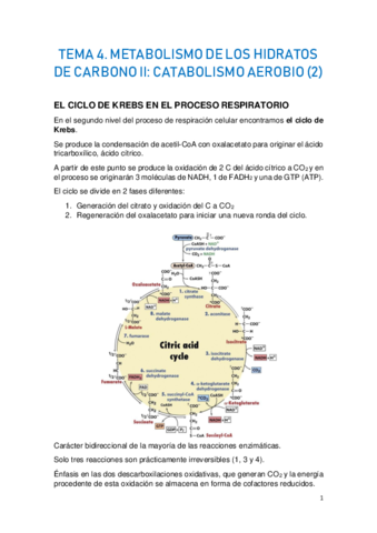 TEMA-4.-METABOLISMO-DE-LOS-HIDRATOS-DE-CARBONO-II-2.pdf