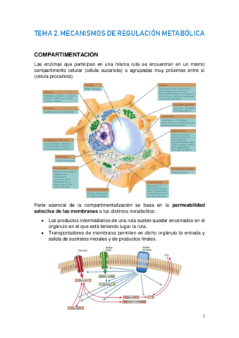 TEMA-2.-MECANISMOS-DE-REGULACION-METABOLICA.pdf