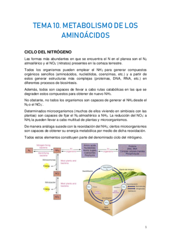 TEMA-10.-METABOLISMO-DE-LOS-AMINOACIDOS.pdf