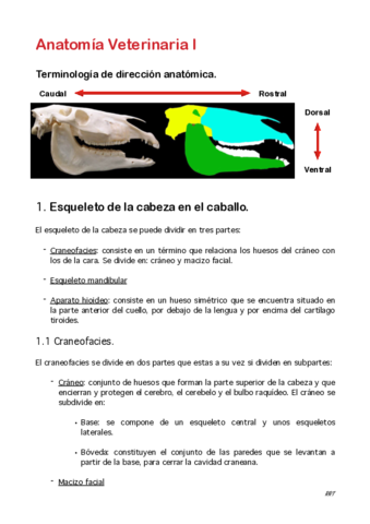 Osteologia-cabeza.pdf