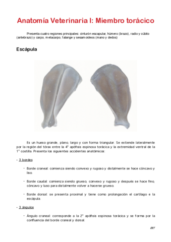 Miembro-toracico.pdf