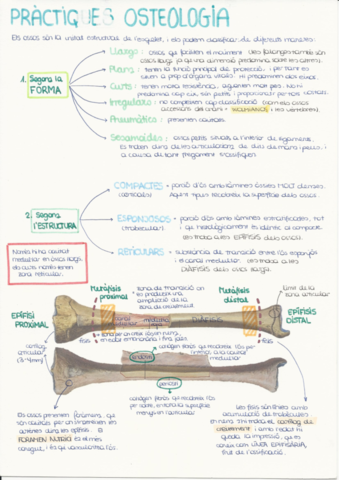1.-Introduccio-osteologia.pdf