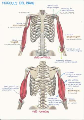 24.-Musculs-brac.pdf