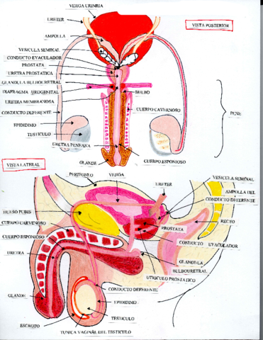 1105-Medina-Alcantar-Maria-del-Carmen-1-1.pdf