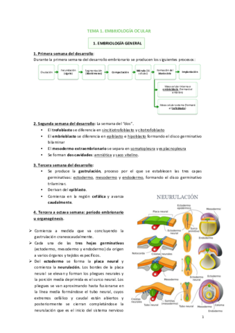 Tema-1-Embriologia-ocular.pdf