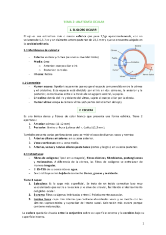 Tema-2-Anatomia-ocular.pdf
