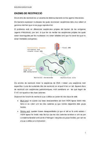 ENZIMS-DE-RESTRICCIO.pdf