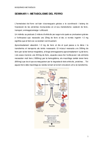 SEMINARI-1.pdf