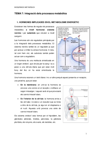 TEMA-7.pdf