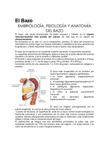 Bazo.pdf