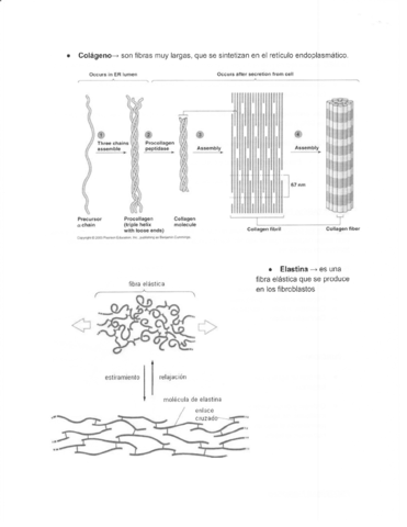 FISIOPATOLOGIA-I.pdf