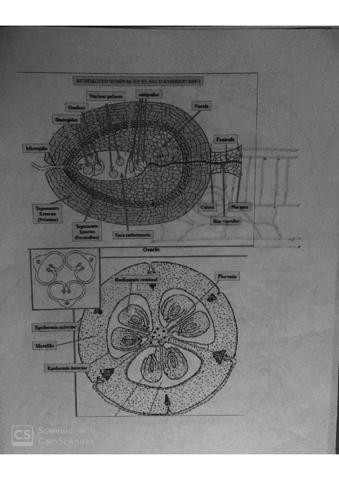 organo-vegetal.pdf