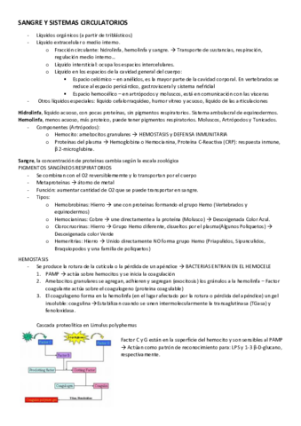 Tema-3-Sangre-y-Sistemas-Circulatorios-RESUMEN.pdf