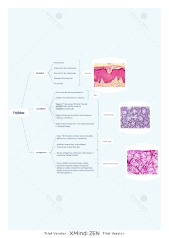 Tejidos.pdf