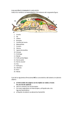 Evaluación seminario 5 moluscos