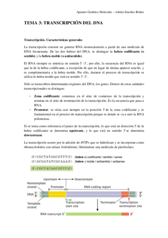 TEMA-3-Genetica-molecular.pdf