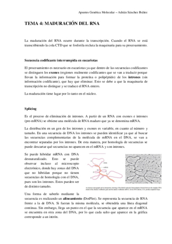 TEMA-4-Genetica-molecular.pdf