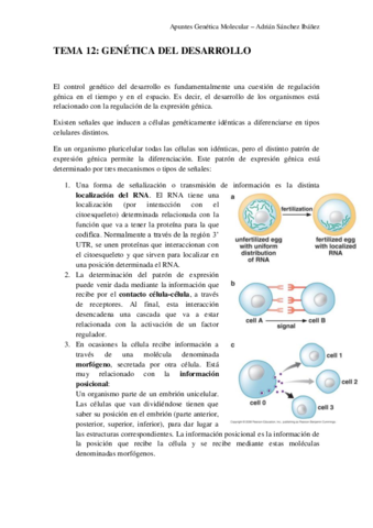 TEMA-12-Genetica-molecular.pdf