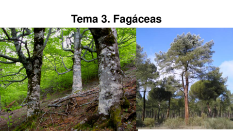 Tema-3-Fagaceas.pdf