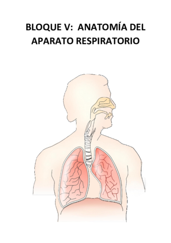 Anatomia-APARATO-RESPIRATORIO.pdf