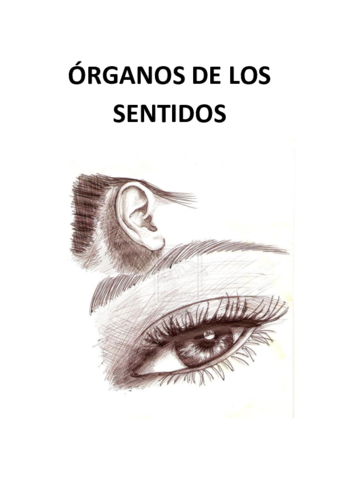 Anatomia Organos De Los Sentidos Pdf