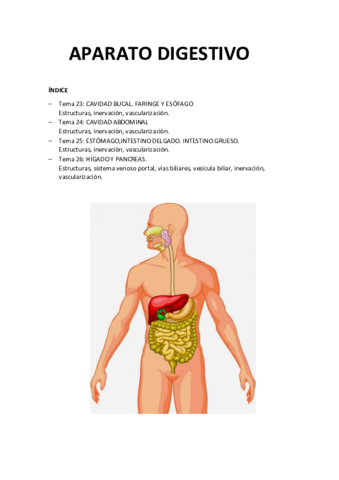Anatomia-APARATO-DIGESTIVO.pdf