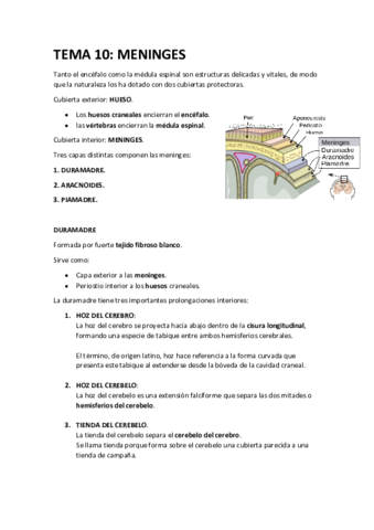 Anatomia T10 Pdf