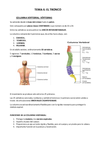 Anatomia T6 Pdf