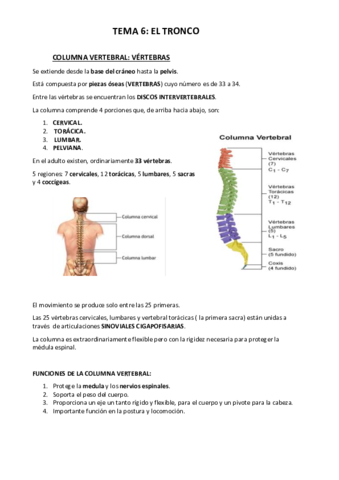 Anatomia-T6.pdf