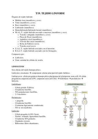 T19-Tejido-linfoide.pdf
