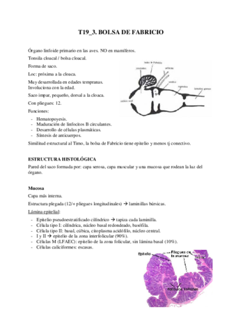 T19-3-Bolsa-de-Fabricio.pdf
