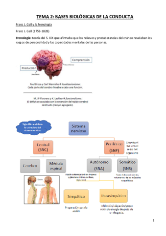TEMA-2-BASES-BILOGICAS-DE-LA-CONDUCTA.pdf