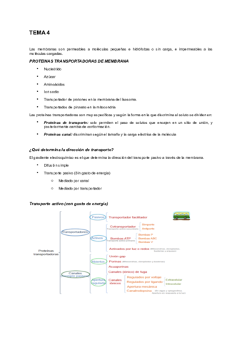 Tema-4-bio.pdf