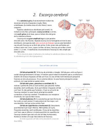 2. Escorça Cerebral.pdf
