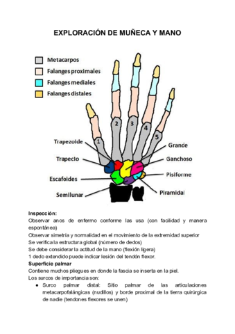 EXPLORACION-DE-MUNECA-Y-MANO-1-1.pdf