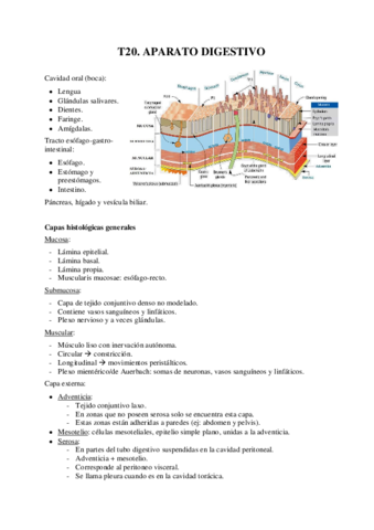 T20-Aparato-digestivo-y-cavidad-oral.pdf