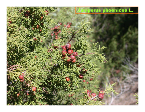 fotos de las plantas de visu.pdf