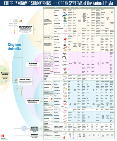 Tabla_filos_Animaleshickman.pdf