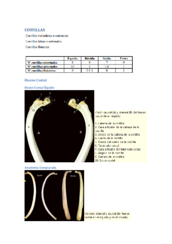 COSTILLAS-Pelvis-y-hueso-coxal-practica-osteologia.pdf
