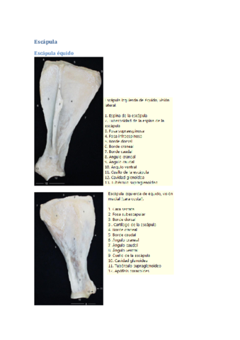 Escapula-imagenes-osteologia.pdf