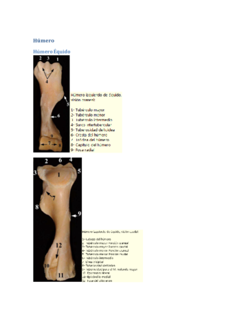 Humero-imagenes-osteologia.pdf