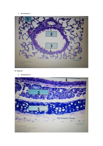 test-respiratori.pdf