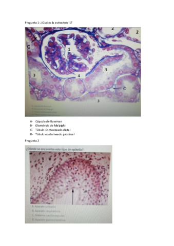 test-urinari.pdf