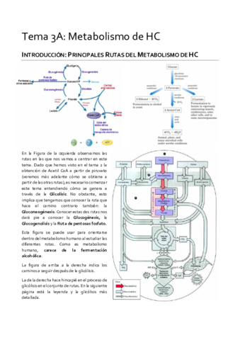 Tema-3-Metabolismo.pdf