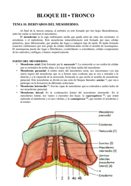 Anatomía III - Tronco.pdf