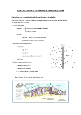 Tema-3-Mecanismos-de-tansporte-y-de-senalizacion-celular.pdf