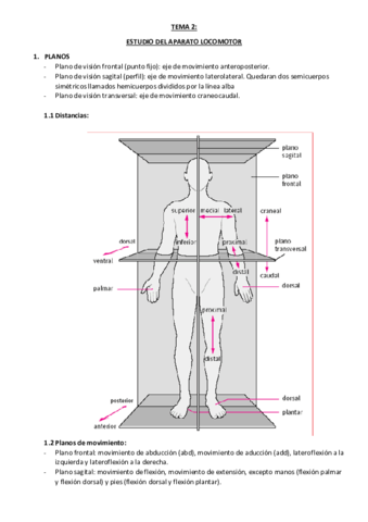 TEMA-2-locomotor.pdf