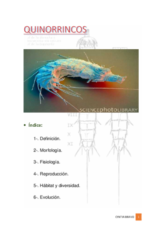 Quinorrincos.pdf
