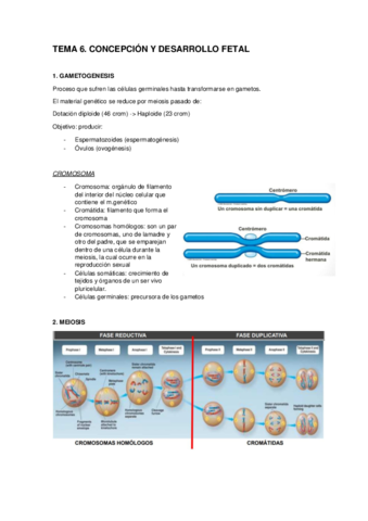 TEMA-6.pdf