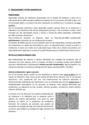 Tema-3-Histologia-Ofi.pdf